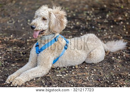 Labradoodle (labrador Retriever And Poodle Cross Breed) Lying Down. Off-leash Dog Park In Northern C
