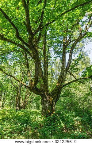 Trees At The Nisqually Wetlands In Washington State.