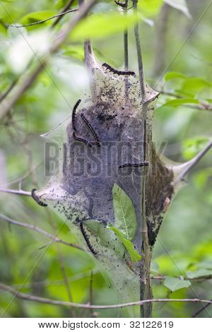 Bruchi tenda orientale