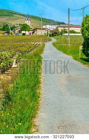Landscape Of Vineyards And Countryside In Beaujolais, With The Village Quincie-en-beaujolais. Rhone 