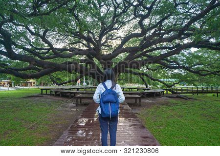 Happy Asian Woman, A Backpacker, Relaxing And Enjoying At Giant Green Samanea Saman Tree With Branch