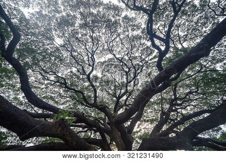Giant Green Samanea Saman Tree With Branch In National Park Garden, Kanchanaburi District, Thailand.