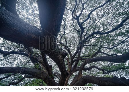 Giant Green Samanea Saman Tree With Branch In National Park Garden, Kanchanaburi District, Thailand.