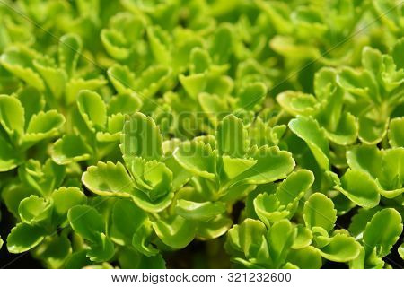 Aizoon Stonecrop Leaves - Latin Name - Sedum Aizoon (phedimus Aizoon)