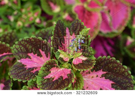 Painted Nettle Flower - Latin Name - Plectranthus Scutellarioides (solenostemon Scutellarioides)