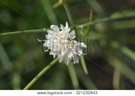 White Scabious Flower - Latin Name - Cephalaria Leucantha