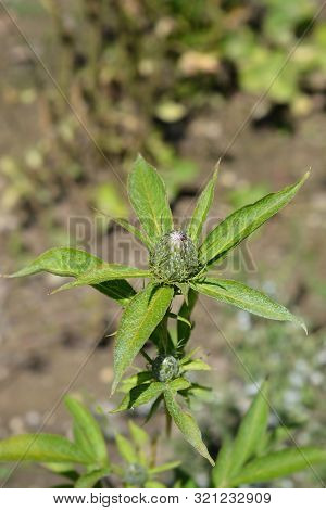 Bai Zhu Flower Bud - Latin Name - Atractylodes Macrocephala