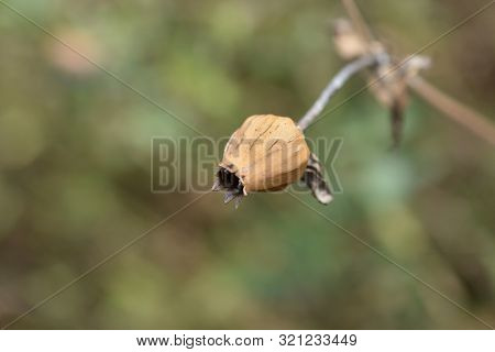 Unusual Campion Seed Pod - Latin Name - Silene Paradoxa