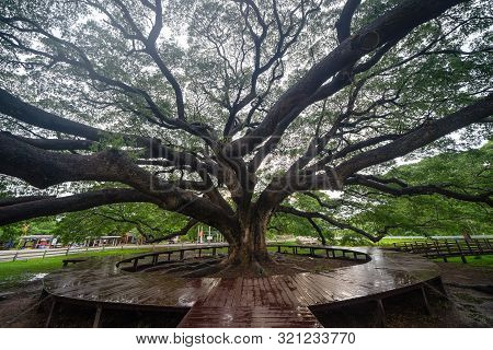 Giant Green Samanea Saman Tree With Branch In National Park Garden, Kanchanaburi District, Thailand.