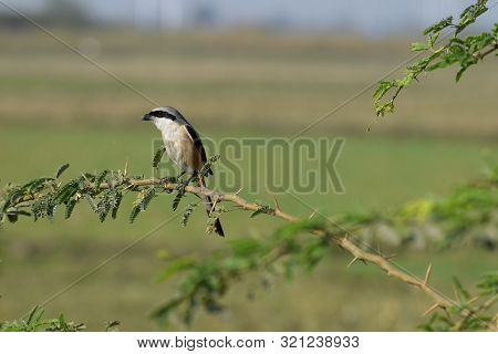 Bay Backed Grey Shrike Bird Perching On A Branch In The Peace Of Outdoors In Village Area In India A