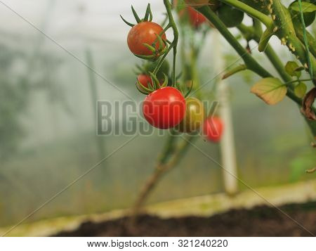 Tomatoes Grow On Bushes In The Greenhouse. Olericulture. Farming.