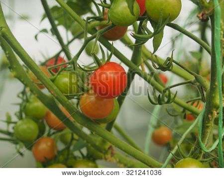 Tomatoes Grow On Bushes In The Greenhouse. Olericulture. Farming.