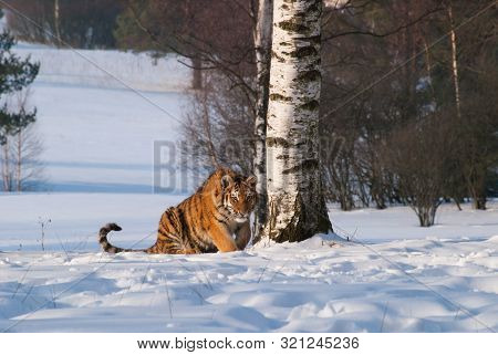 Siberian Tiger Near Birch Tree In Winter - Panthera Tigris Altaica