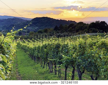 Slavonian Vineyards On The Slopes Of The Pozega Basin - Drskovci, Croatia