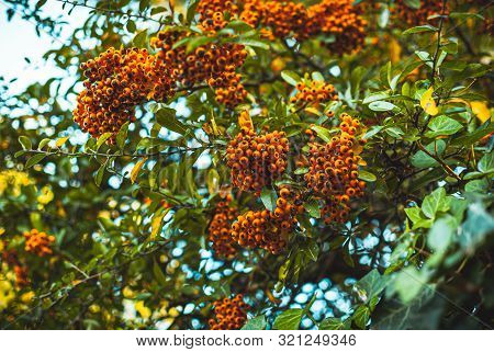 Ginger Pyracantha Berries Hanging On The Trees. Autumny Mood. Fall Background. Fall Wallpaper.