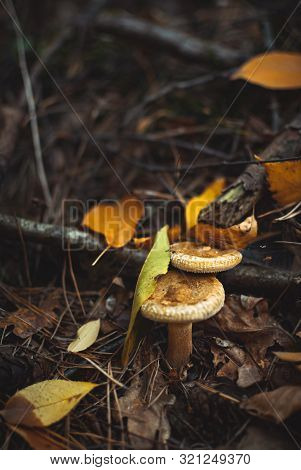 Close-up Of Two Yellow Mushrooms Among Fallen Tree Needles And Dried Tree Branches And Colourful Lea