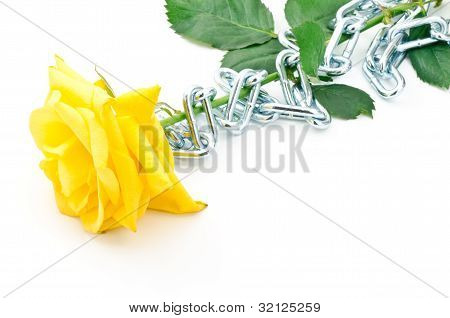 Rose přepásaná řetěz
