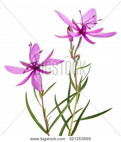 Pink Alpine Willowherb Flowers Isolated On White