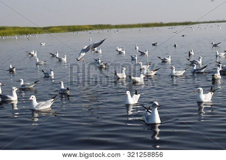Flock Of Brown-headed Seagulls Swimming In Peaceful Lake In India.migratory Siberian Birds Come From