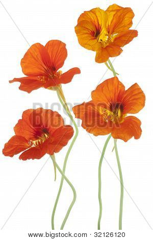 Nasturtium