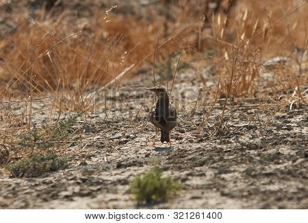 The Crested Lark Bird Walking On The Ground. Funny Little Bird