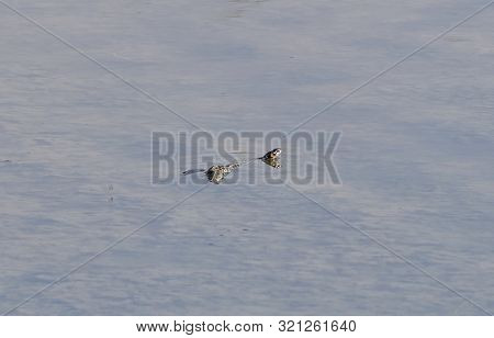Migratory Birds On The Lake Of Nature Park. A Migratory Birds