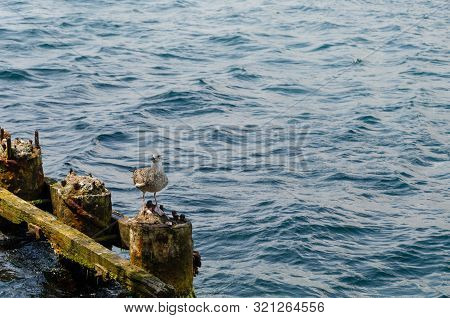 Pearched Seagul By The Sea, Nature Photography, Larus Argentatus