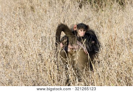 A Young Chacma Baboon Clutches His Mother As He Rides
