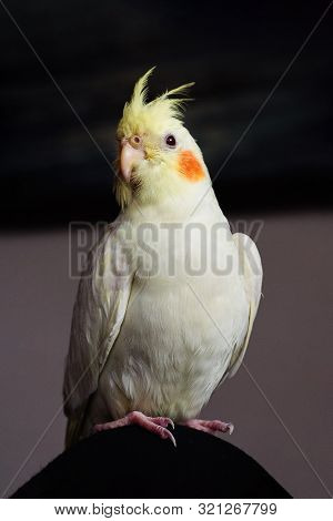 Cockatiel (nymphicus Hollandicus)