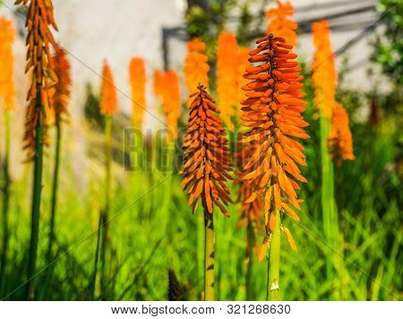Red Hot Poker Flower Heads In Macro Closeup, Popular Ornamental Garden Flowers, Tropical Plant Speci