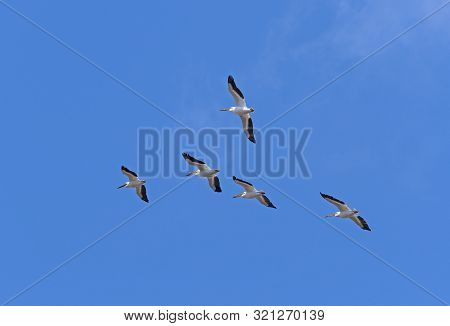 A Group Of White Pelican Flying Overhead In Horicon National Wildlife Refuge In Wisconsin
