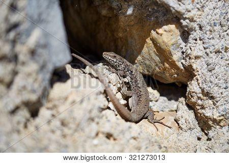 Small lizard sunbathing on a stone wall