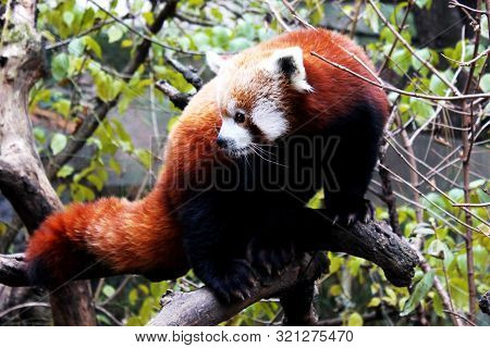 Red Pand Playing In The Zoo In Nyc