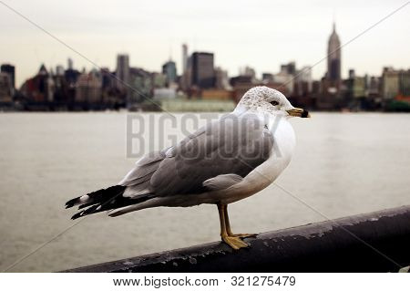 Seagull Against New York City Skyline In Hoboken, New Jersey