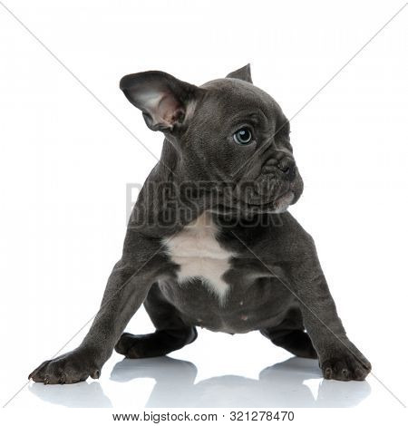 beautiful american bully looking to side and sitting isolated on white background, full body