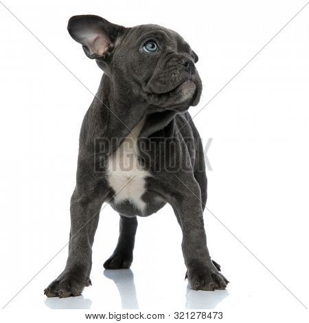 cute american bully looking up side and standing isolated on white background, full body
