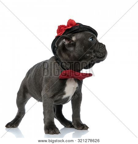 side view of adorable american bully wearing black hat and red bowtie, looking to side, standing isolated on white background, full body