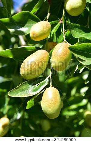 Jujube Jojoba Plant Tree