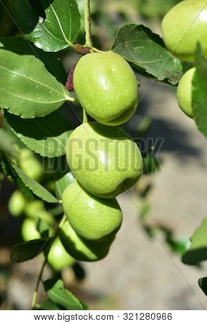Jujube Jojoba Plant Tree