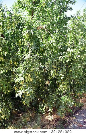Jujube Jojoba Plant Tree