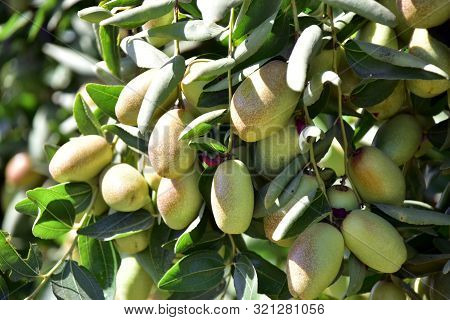 Jujube Jojoba Plant Tree