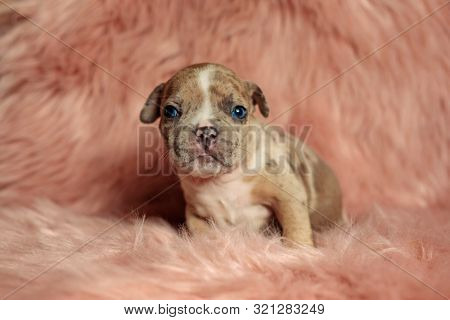 front view of a dog standing and looking with a cute yet sad expression on his face in a fluffy environment