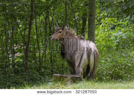 Nilgai - Blue Bull (boselaphus Tragocamelus), One Of The Large Antelope And The Largest Of  Asian An