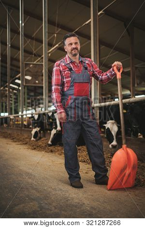 Farmer with showel in a cowshed on a dairy farm.