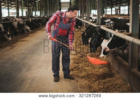 Farmer with showel in a cowshed on a dairy farm.
