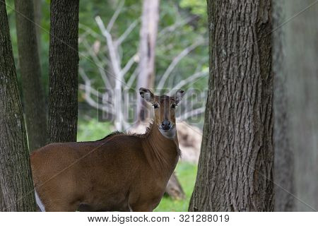 Nilgai - Blue Bull (boselaphus Tragocamelus), One Of The Large Antelope And The Largest Of  Asian An
