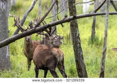 European Red Deer (cervus Elaphus) In Rut, It Is Fourth  The Largest Deer Species