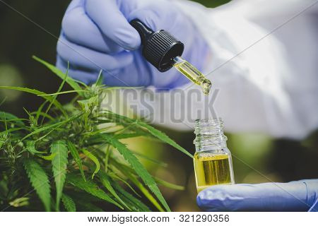Hemp Oil Is In The Hands Of Scientists In A Greenhouse, Hemp Oil Research, Concept Of Herbal Alterna