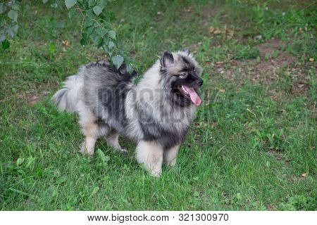 Deutscher Wolfspitz Is Standing On A Green Meadow. Keeshond Or German Spitz. Pet Animals.
