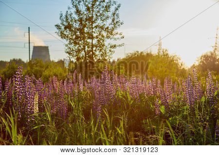 Nature Landscape With Lupine Field And Chp Pipes In The Background At Sunset